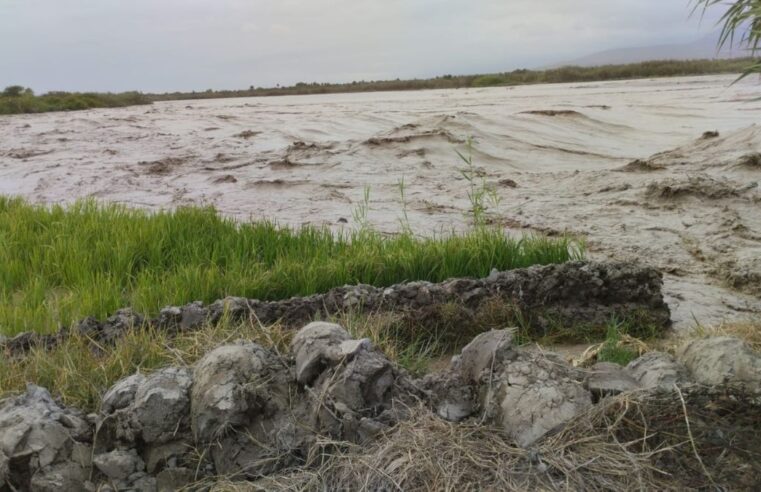 Aumento de caudal del río Tambo destruye 8 hectáreas de cultivos de arroz