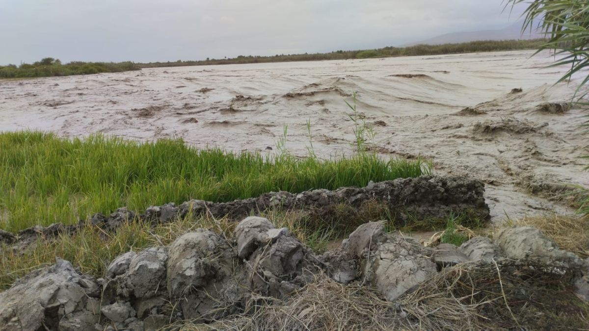 Aumento de caudal del río Tambo destruye 8 hectáreas de cultivos de arroz