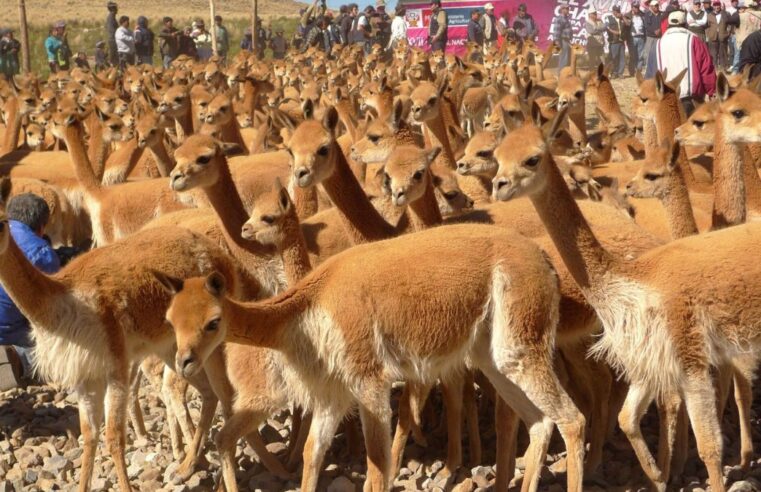 Acusan a Loro Piana de explotar a campesinos ayacuchanos dedicados a comercio de lana de vicuña