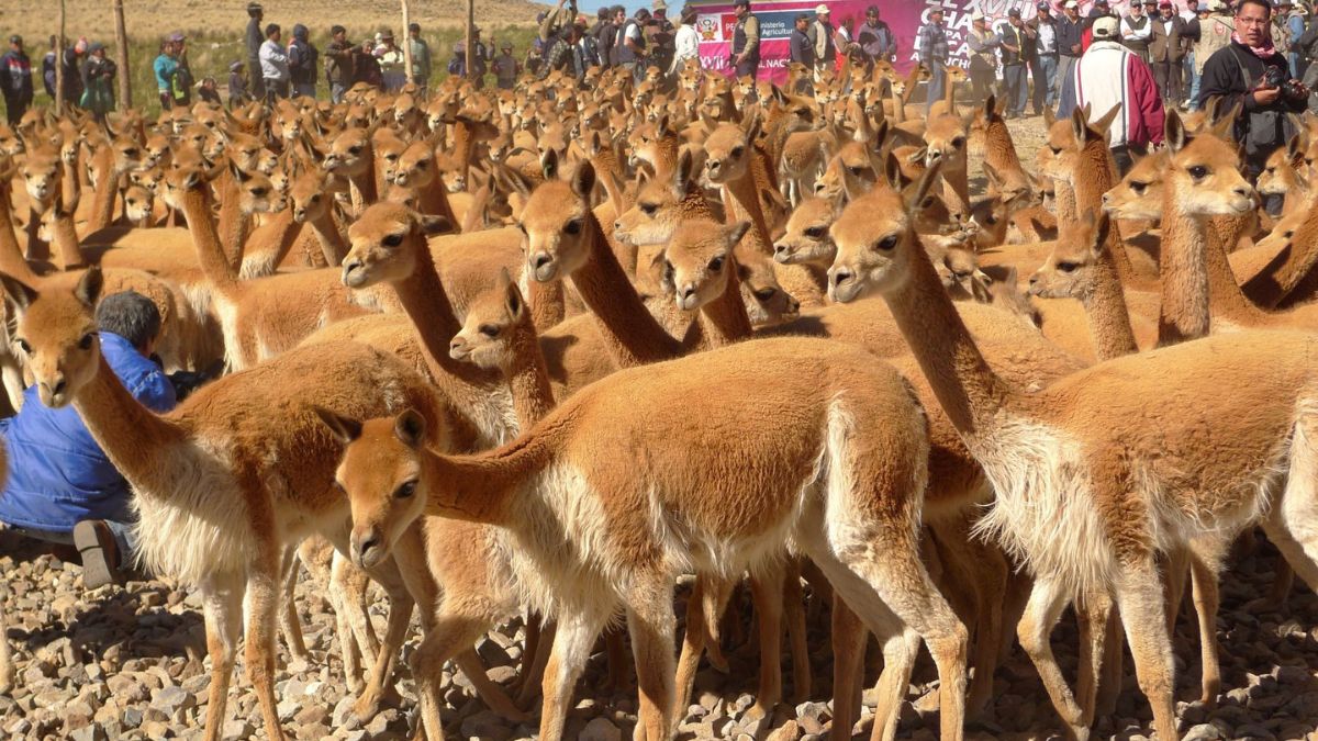 Acusan a Loro Piana de explotar a campesinos ayacuchanos dedicados a comercio de lana de vicuña