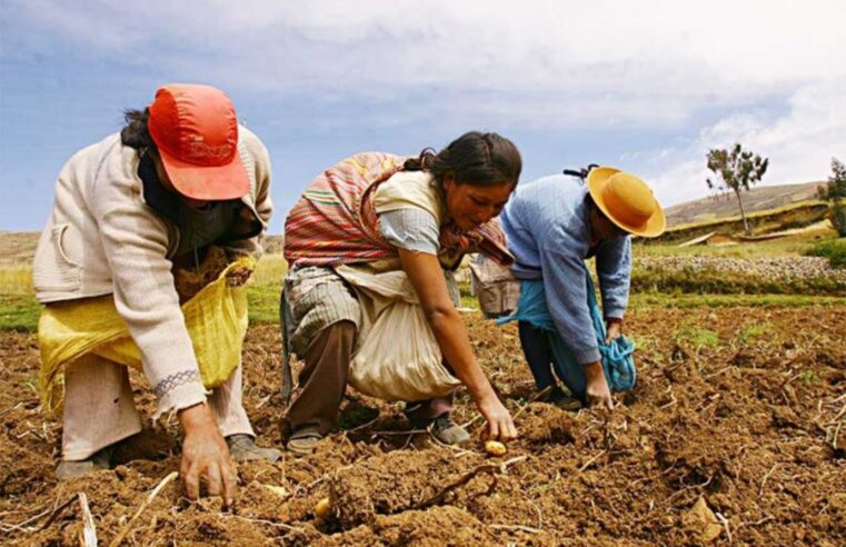 Solicitan incremento del Seguro Agrario Catastrófico para agricultores damnificados 