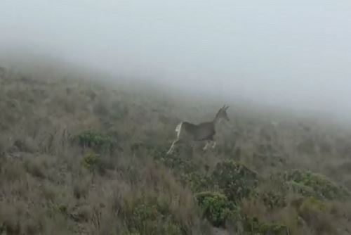 Venados andinos en Machu Picchu