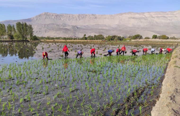 Producción de arroz se reduce en un 20 porciento por altas temperaturas