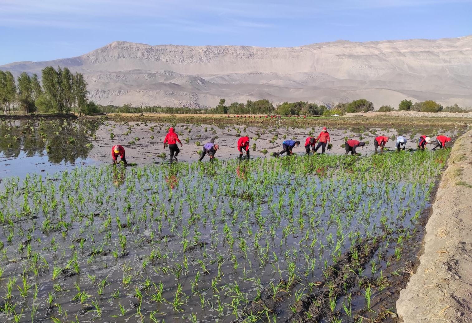 Producción de arroz se reduce en un 20 porciento por altas temperaturas