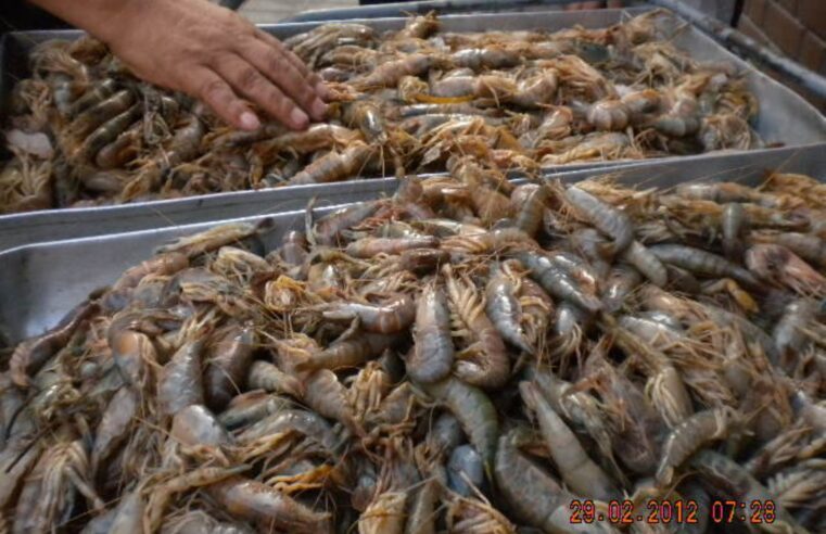 Retoman venta de camarones tras finalizar la veda en marzo