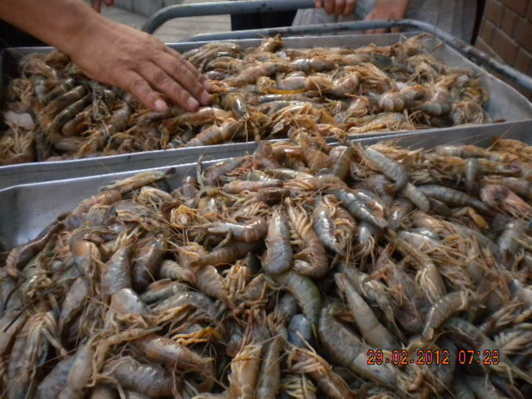 Retoman venta de camarones tras finalizar la veda en marzo