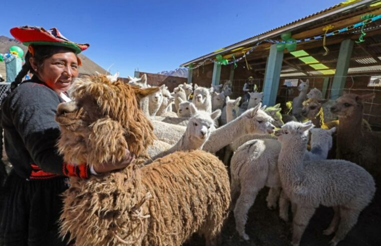 Construirán unos 3000 cobertizos para proteger ganado del frío