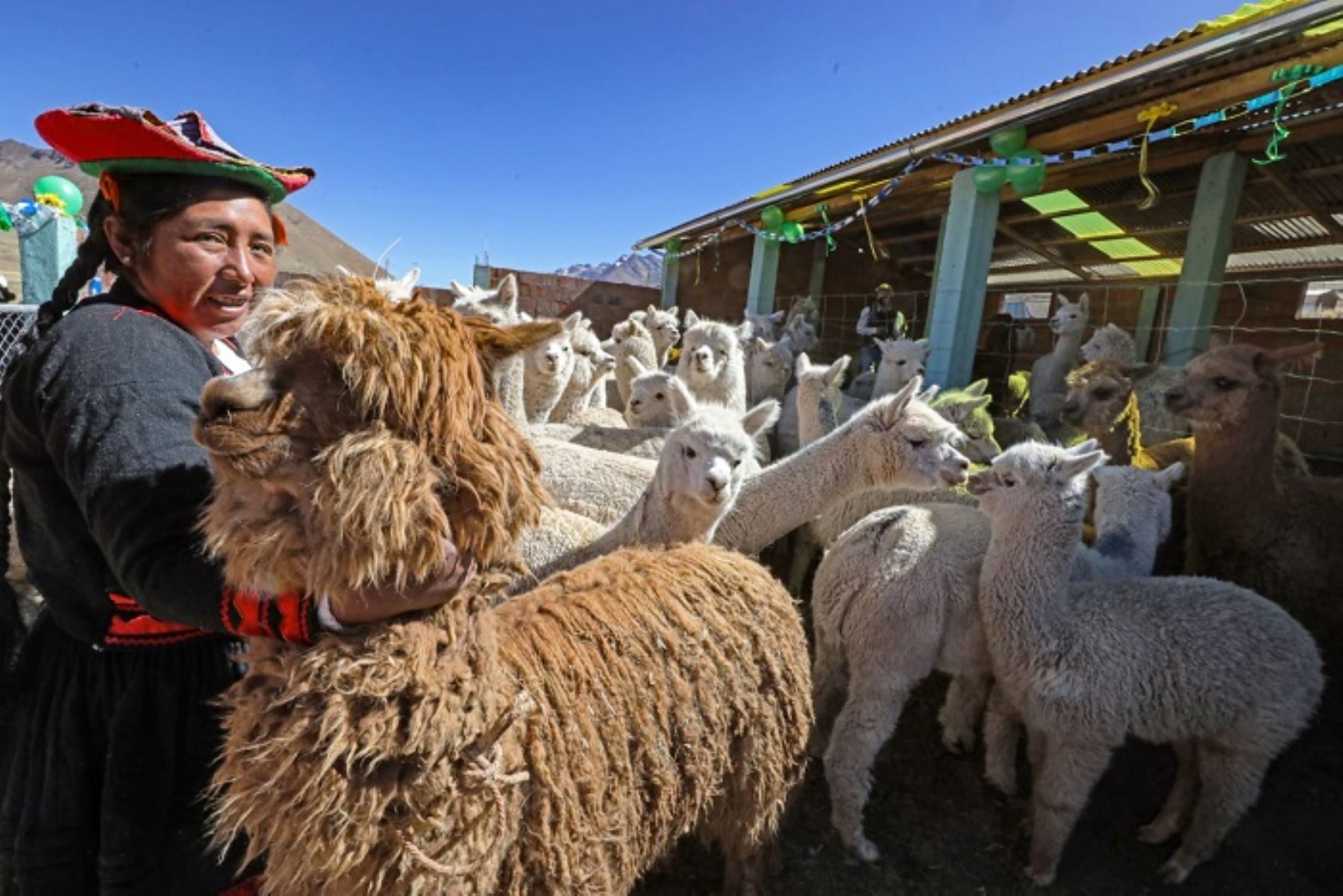 Construirán unos 3000 cobertizos para proteger ganado del frío