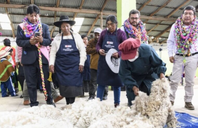 Impulsa la producción de fibra de alpaca en Lampa