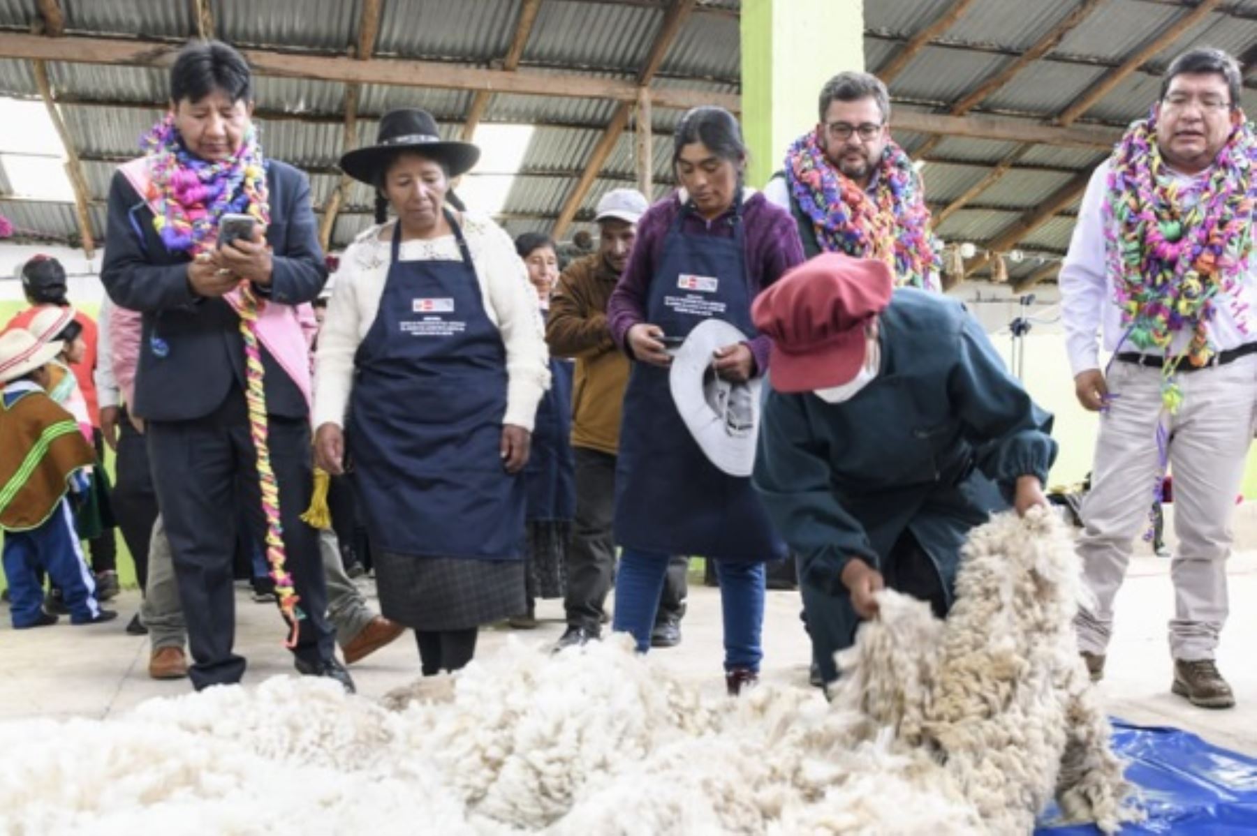 Impulsa la producción de fibra de alpaca en Lampa