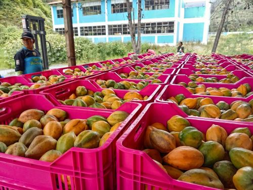 Productores de Sandia comercializan 55 toneladas de papayita andina