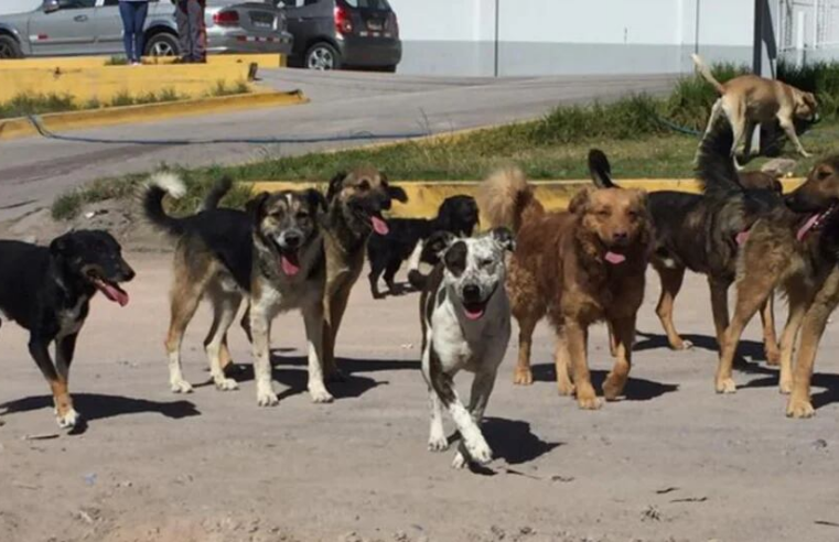Detectan tercer caso de rabia canina del 2024 