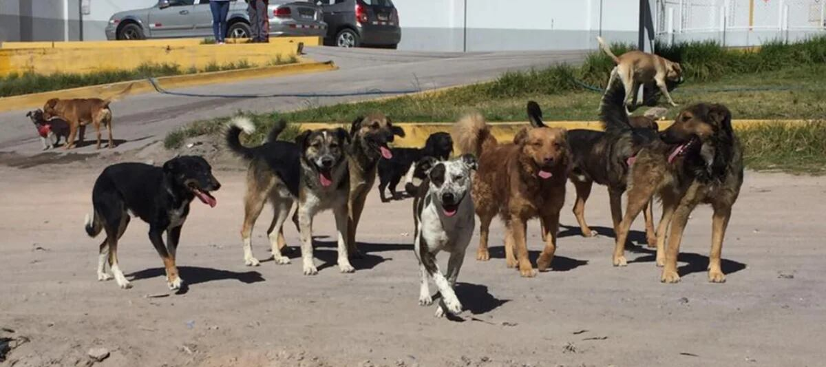 Detectan tercer caso de rabia canina del 2024 