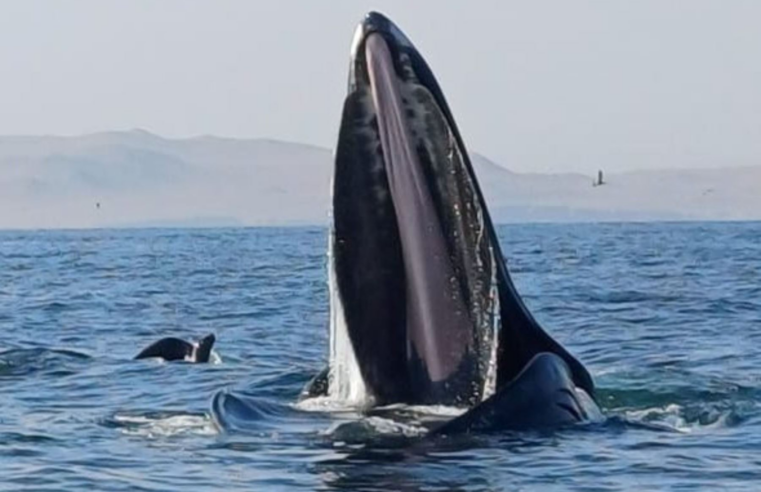 Espectáculo: ballenas se alimentan en mar de Paracas