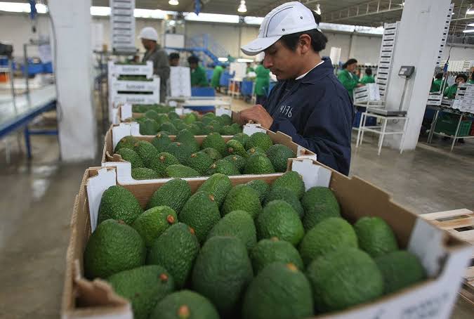 Arequipa entre las principales regiones exportadoras de palta