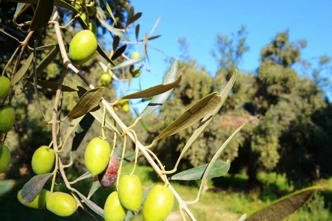 Acarí: En un 80% se reduce la producción de aceituna