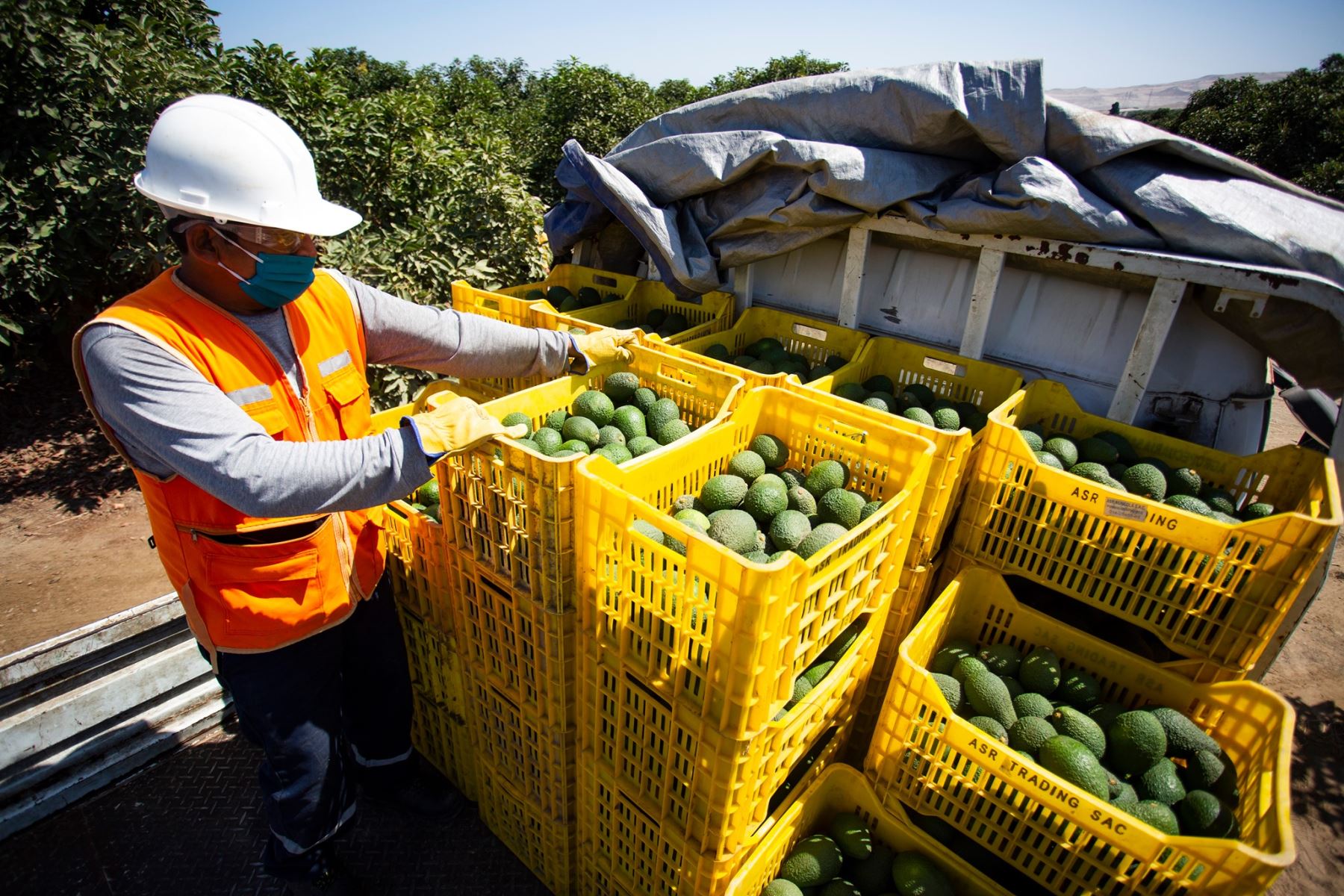 Uvas, arándanos y paltas lideran agroexportaciones en el país