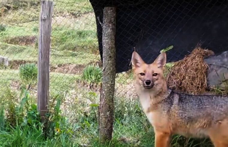 Run Run cumple 2 años en Granja Porcón y es principal atracción