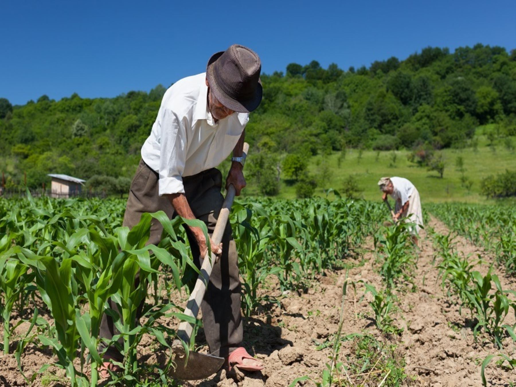 Desafíos laborales para el sector agrícola