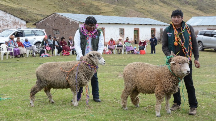 Gobierno inicia proyecto para impulsar producción de ovinos