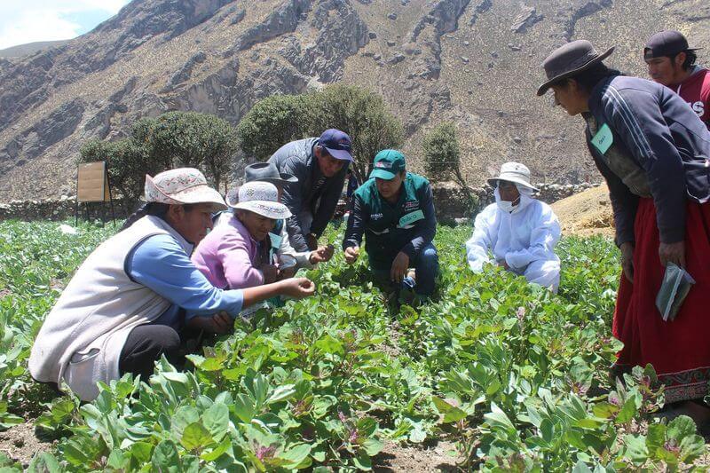 Realizarán pruebas pilotos para implementar riego tecnificado en Caylloma