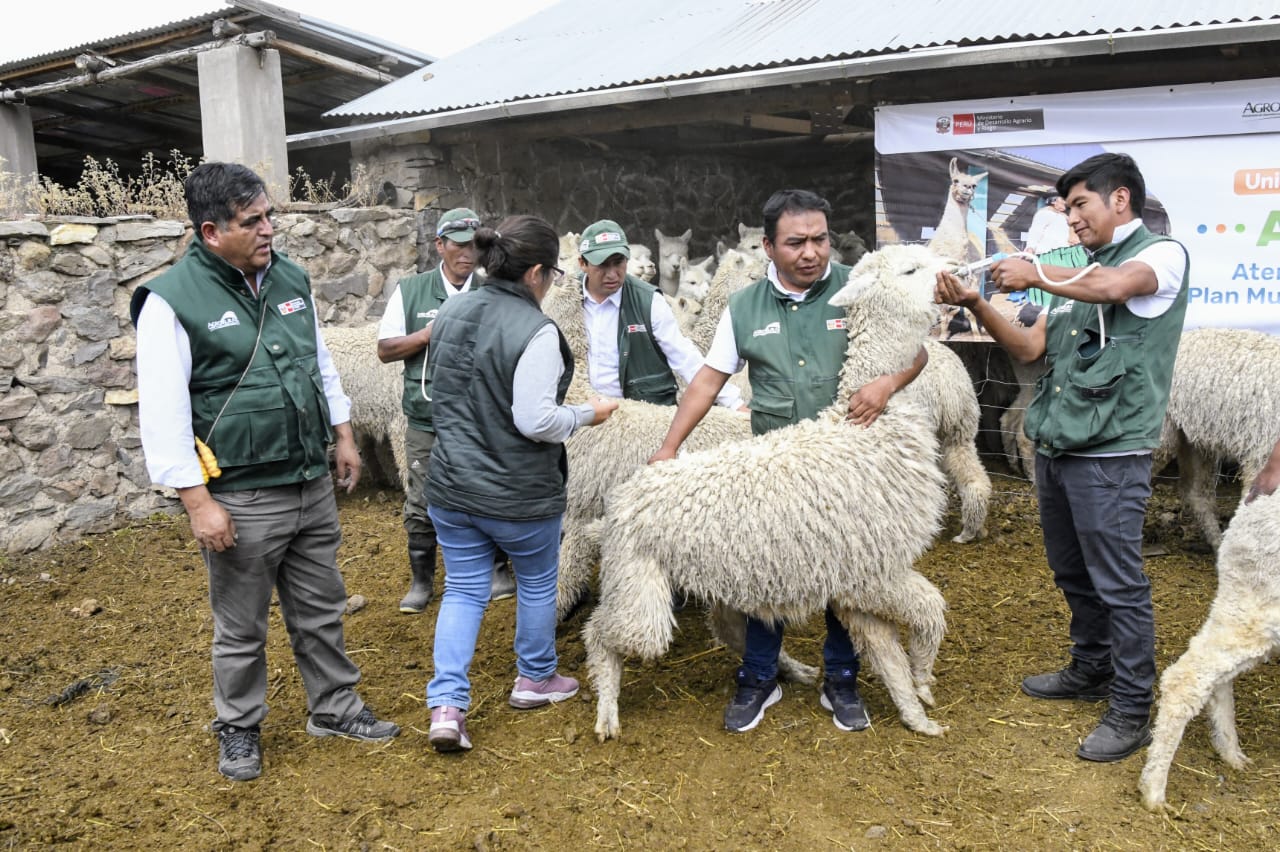 Construyen cobertizos y entregan kits para proteger ganado en Arequipa