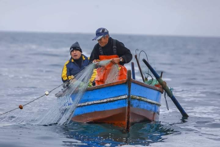 Pesca de perico se reduce a la mitad en Arequipa