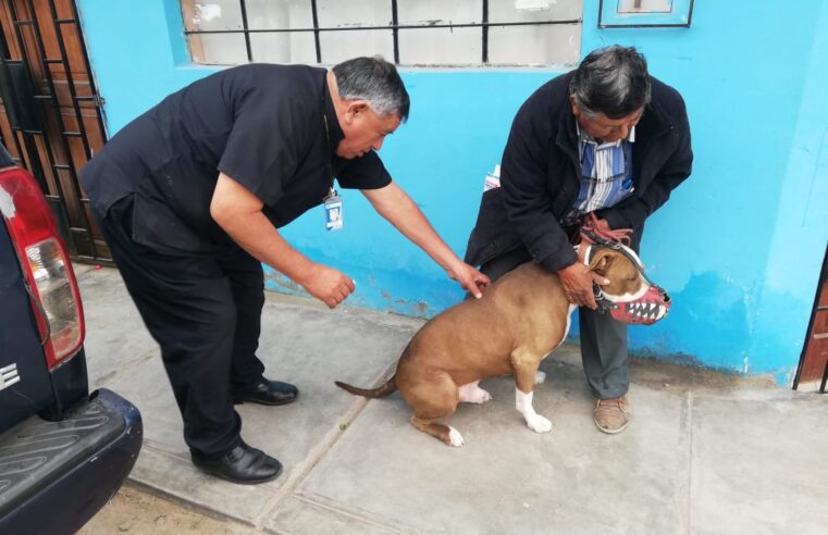 Hoy inician campaña de vacunación antirrábica en tres distritos Cayma, Sachaca y JLB y R 