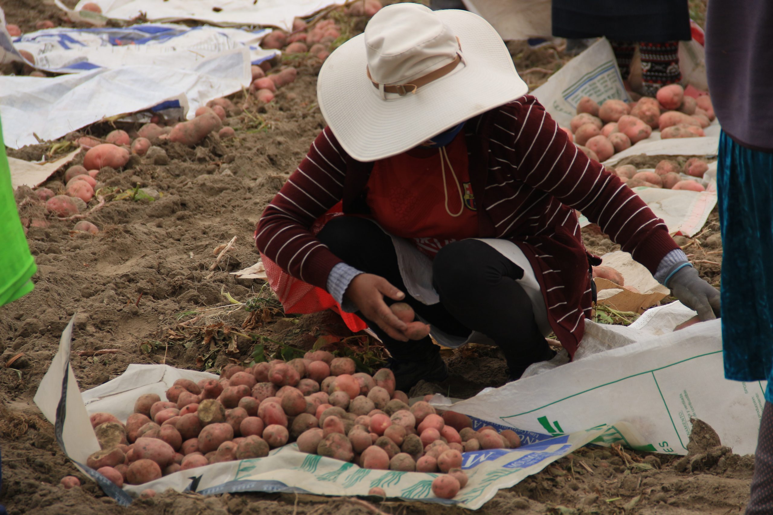 Al menos 5 mil hectáreas de terreno agrícola en riesgo ante inicio de heladas