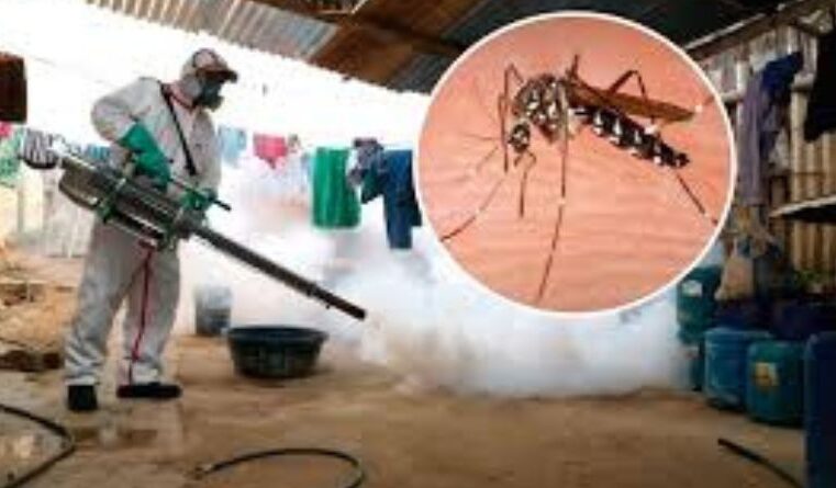 Casos de dengue autóctono van en aumento en la Provincia de Arequipa