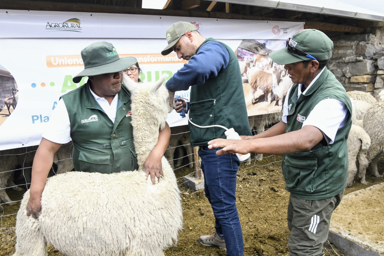 Buscan reducir mortandad de camélidos a 4.5% para finales de año