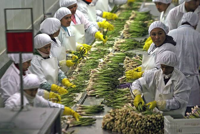 Agroexportaciones crecieron 9.7% en el primer trimestre del 2024