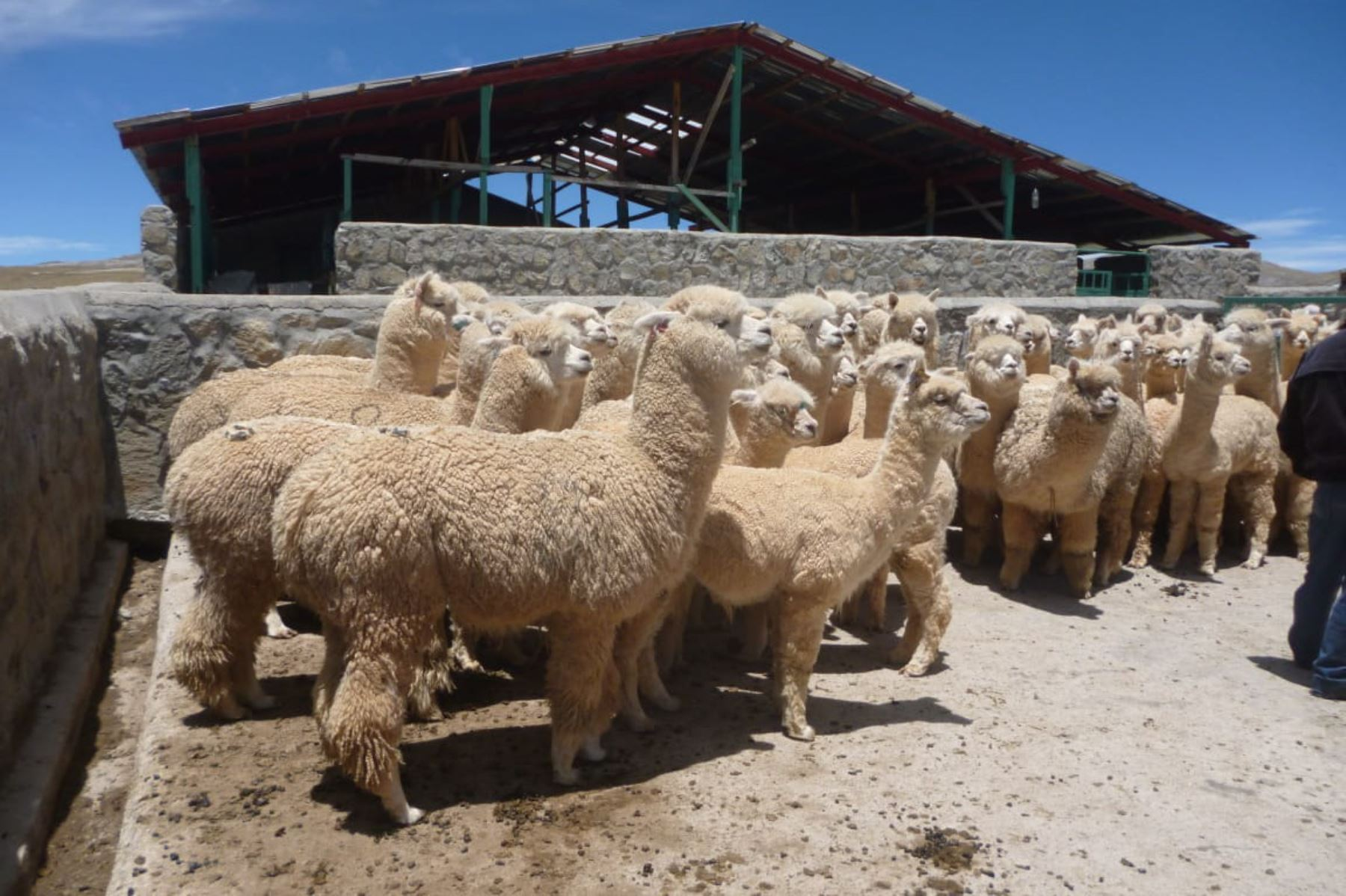 Plan ante heladas y friaje para proteger ovinos y alpacas