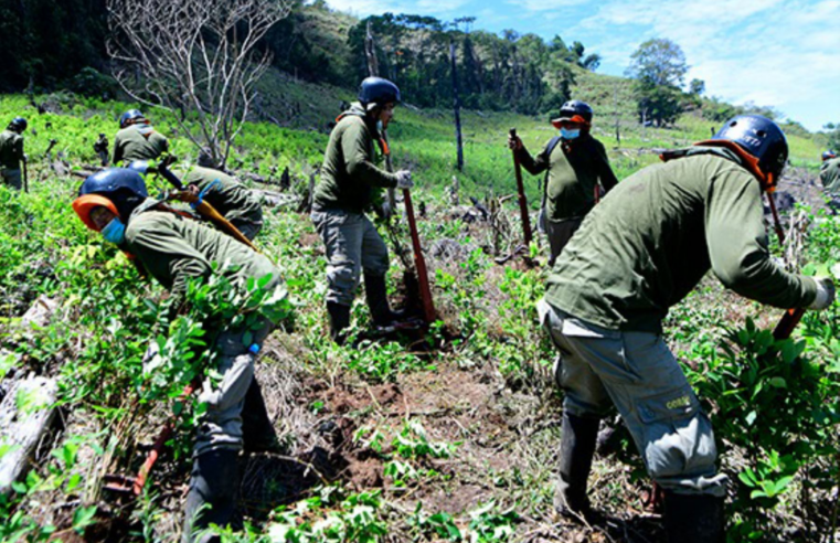 Erradican casi 4000 hectáreas de cultivos ilegales de hoja de coca