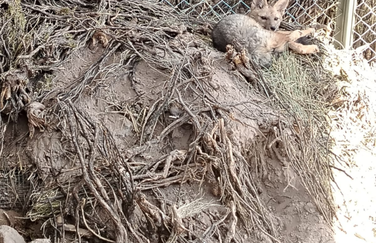 Serfor inició trabajo para reinsertar zorros a su hábitat natural