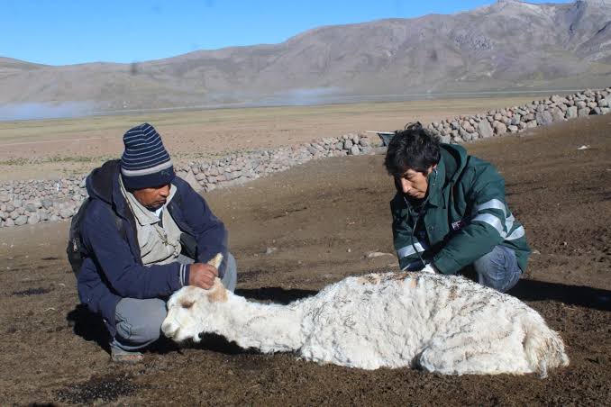 Inician acciones para evitar mortandad de camélidos por frío