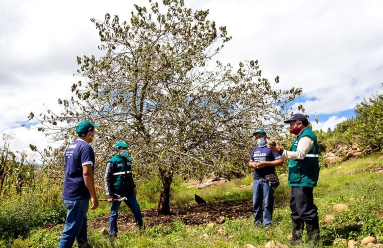 Más de 5 mil personas perjudicadas por aparición de mosca de la fruta en Arequipa