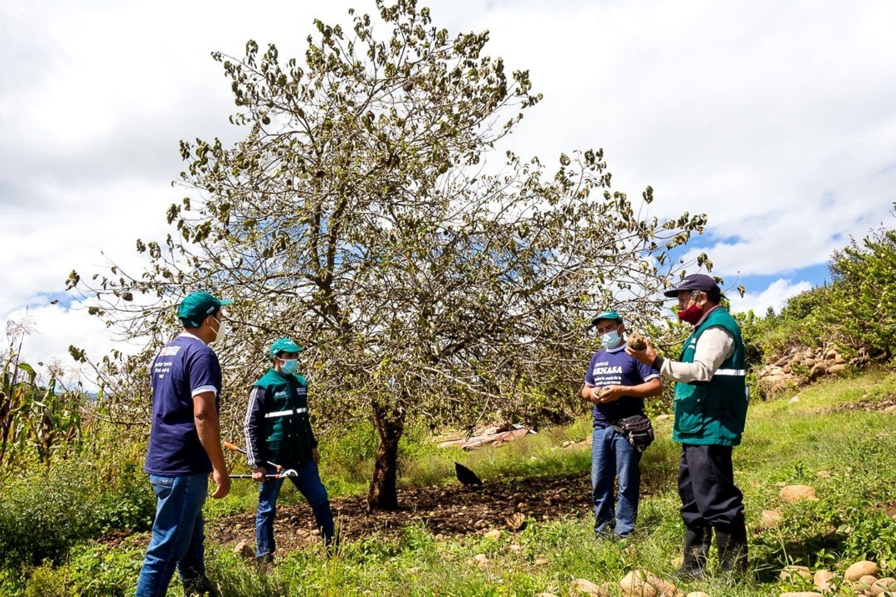 Más de 5 mil personas perjudicadas por aparición de mosca de la fruta en Arequipa