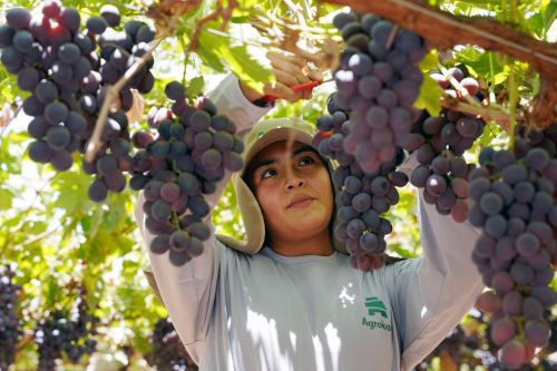 Región aportó el 56% de la uva exportada en el 2023-2024