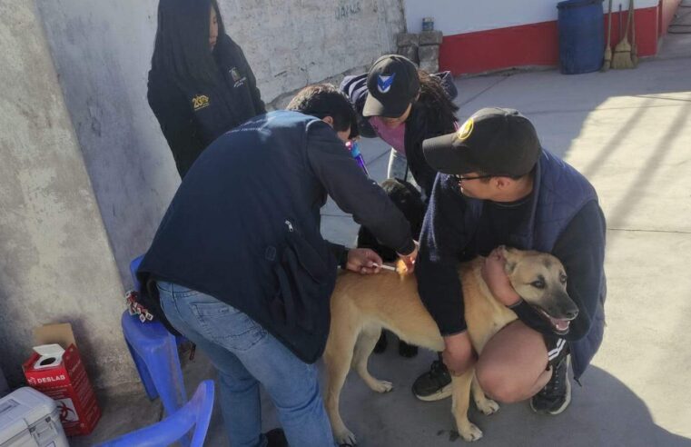 Cayma se prepara para jornada de vacunación canina 06 y 07 de julio