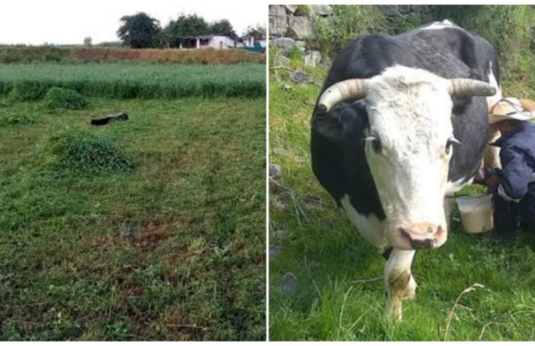 Disminuye alimento de vacas, toros y ovejas en Castilla