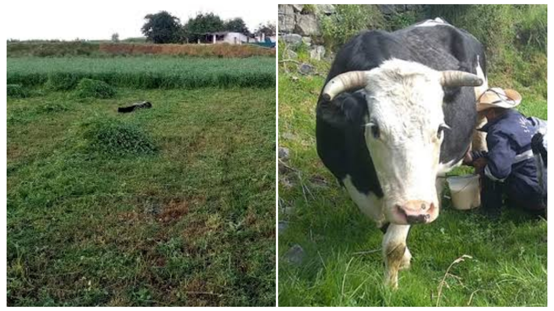 Disminuye alimento de vacas, toros y ovejas en Castilla