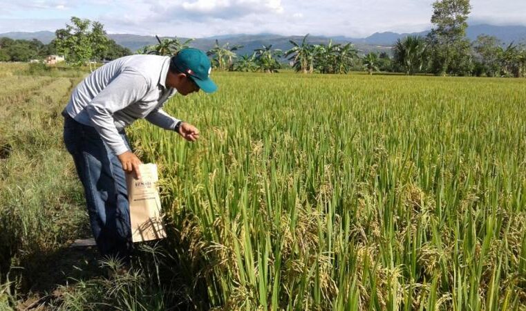 El rendimiento en la producción de arroz entre Arequipa y San Martín