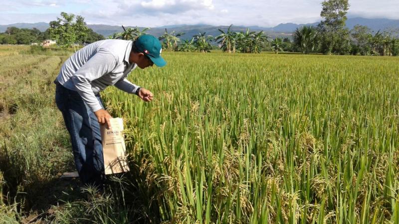 El rendimiento en la producción de arroz entre Arequipa y San Martín