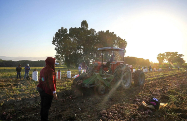 Pallar, ají páprika y frijol, los productos agrícolas con mayor intención de siembra