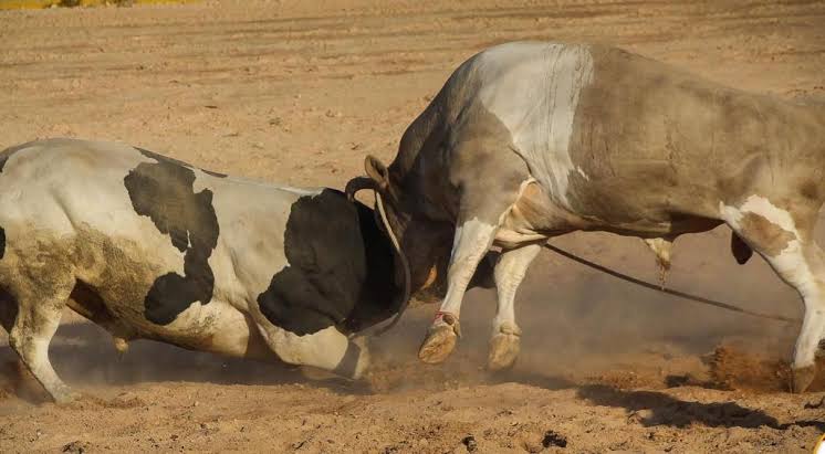 Peleas de toros recuperarán su público prepandemia este año