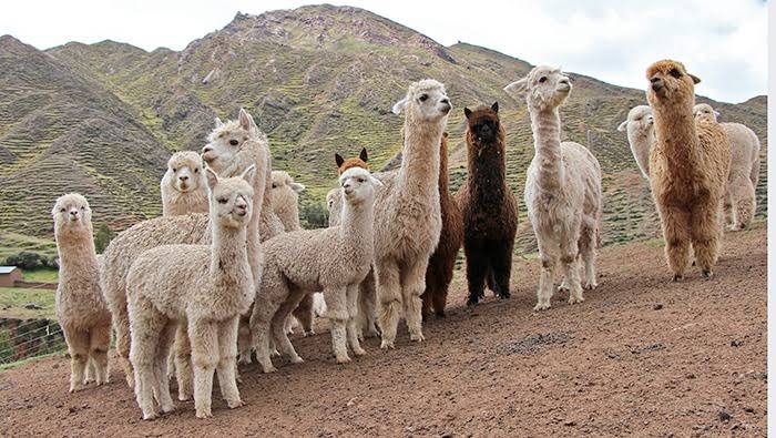 Alertan disminución de alimento para camélidos en Arequipa