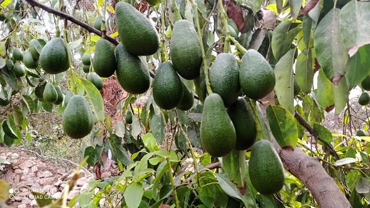 En Arequipa producción de palta se reduciría en más del 20%