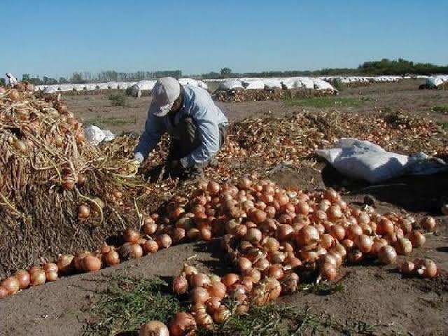 Arequipa: Intermediarios pagan miserias por el esfuerzo de los agricultores