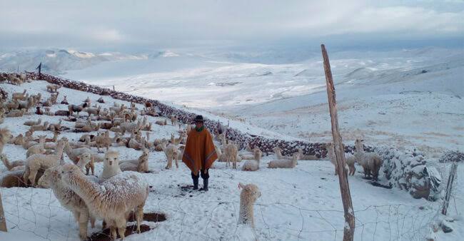 Miles de alpacas y llamas mueren por intenso frío en Arequipa